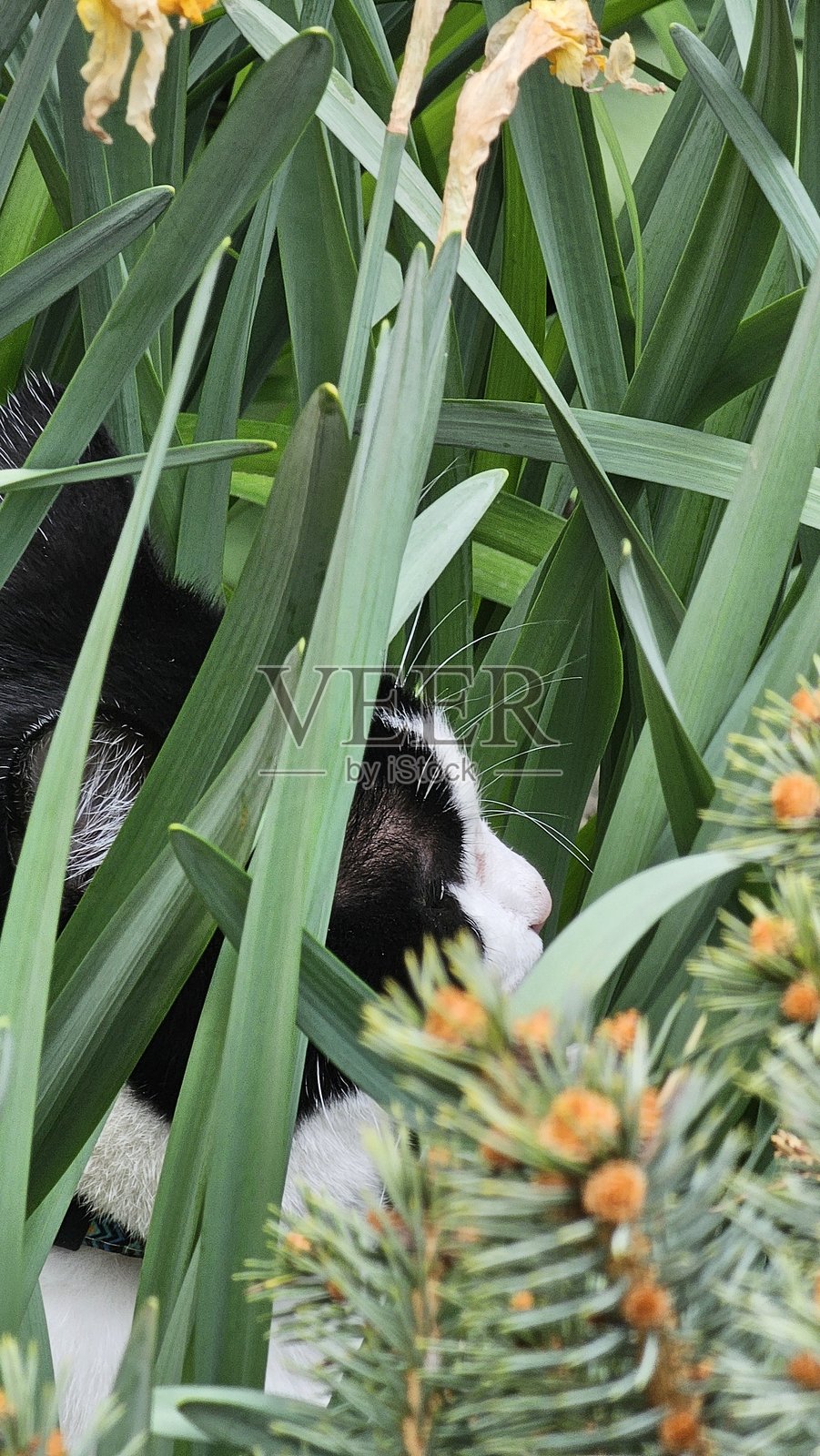 黑白相间的猫在绿色花园里照片摄影图片