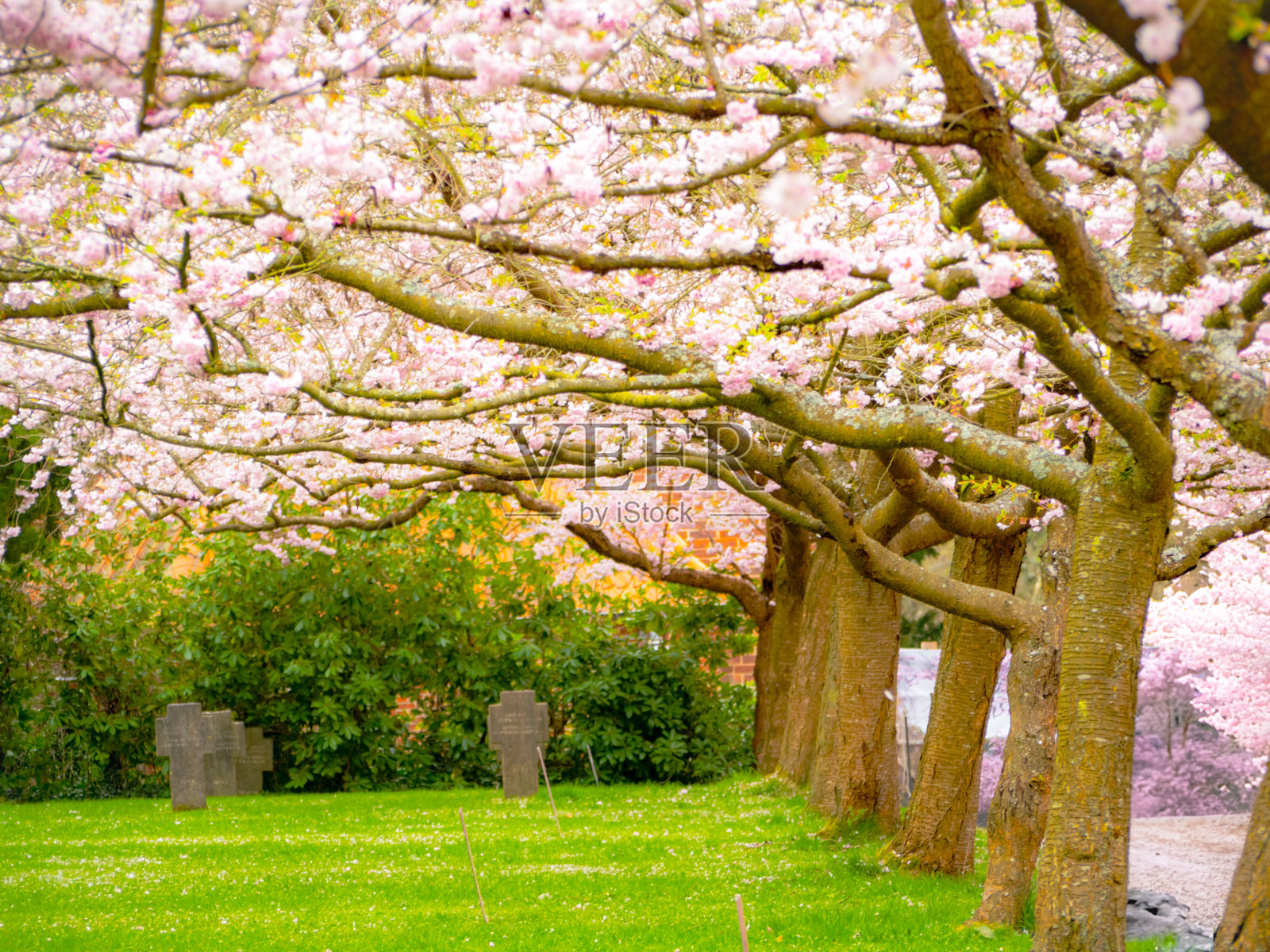 哥本哈根比斯佩比厄教堂墓地的樱花盛开照片摄影图片