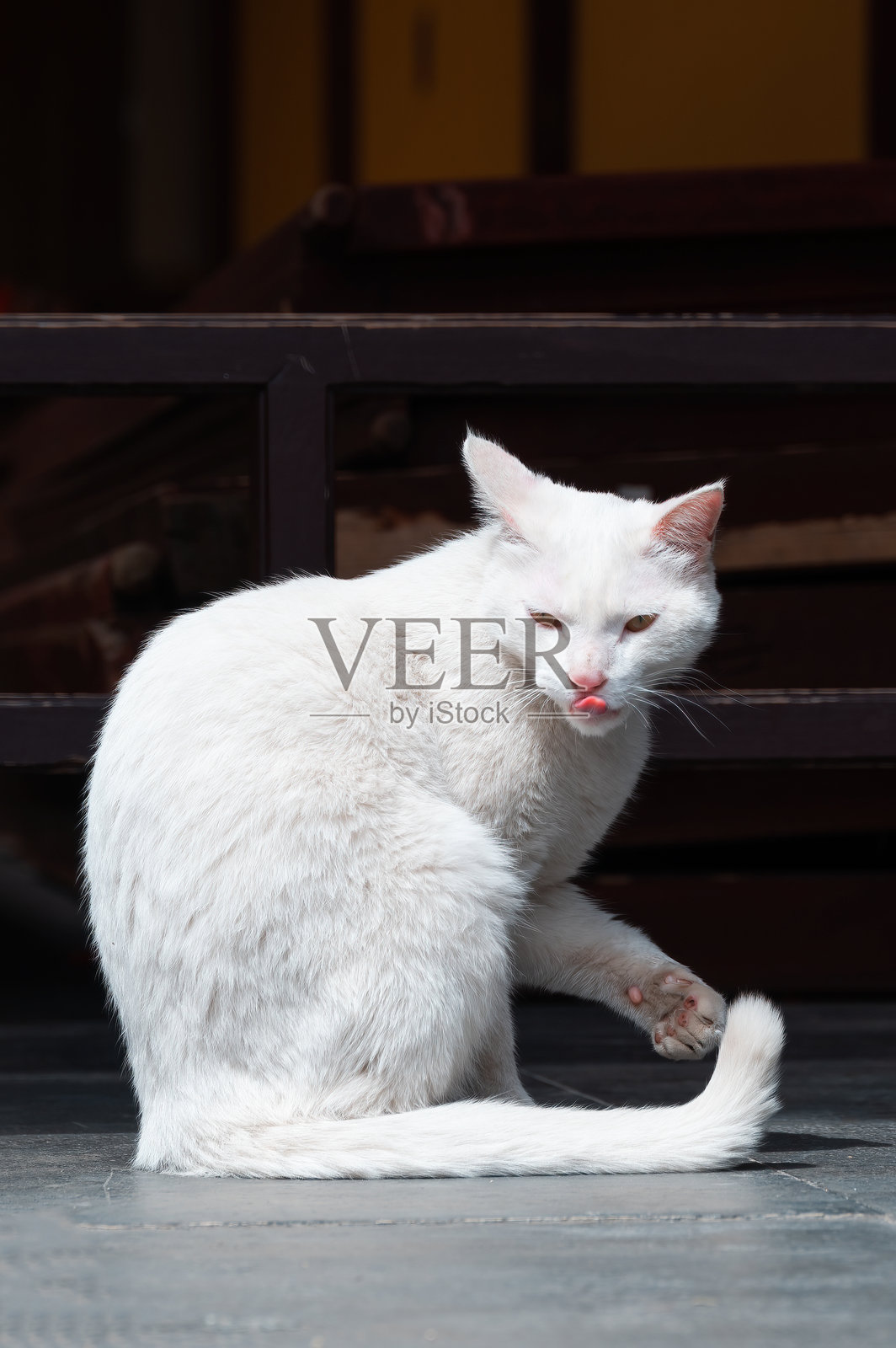 一只坐着的白猫照片摄影图片