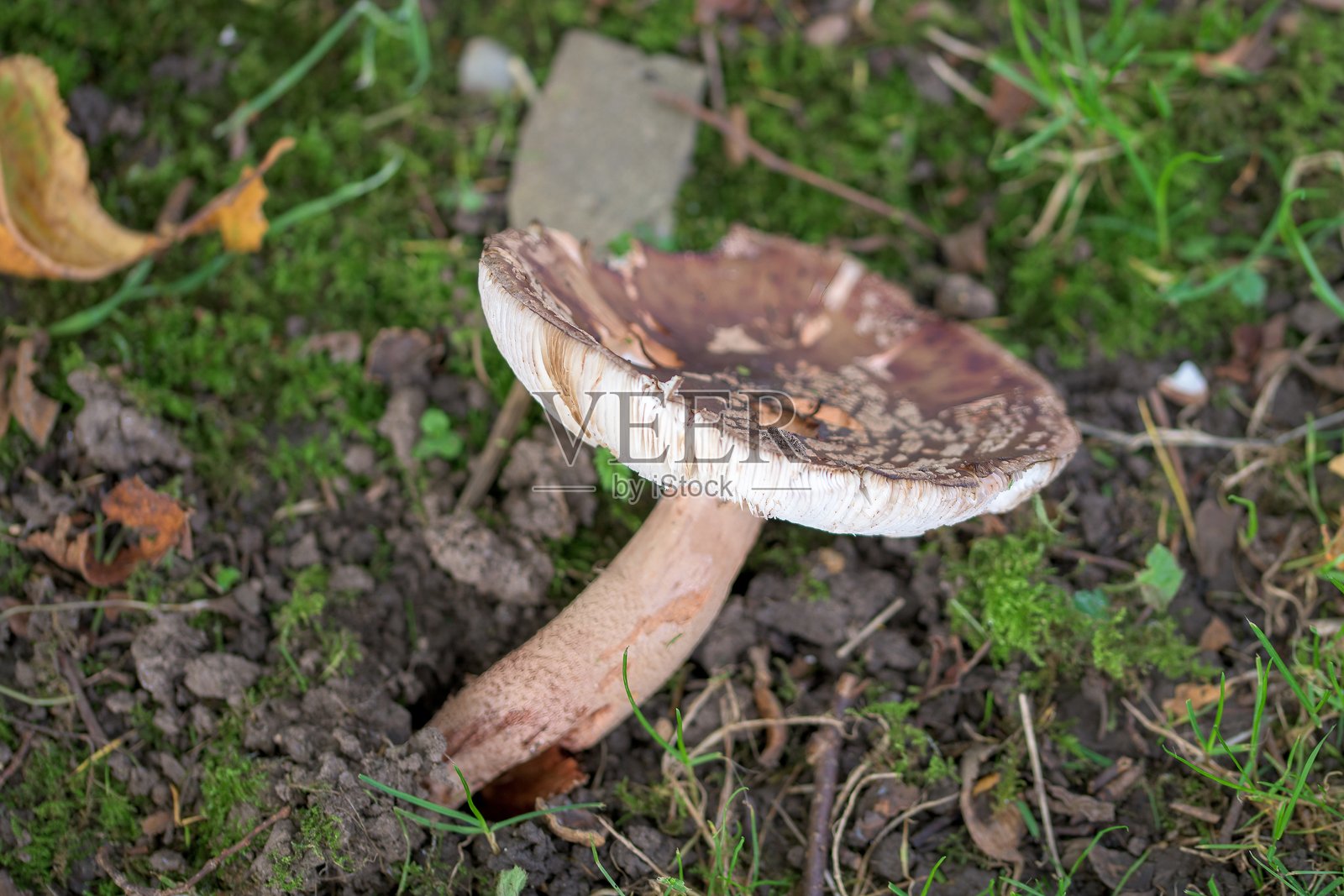 豹纹伞菌（Amanita pantherina）在林地环境中照片摄影图片