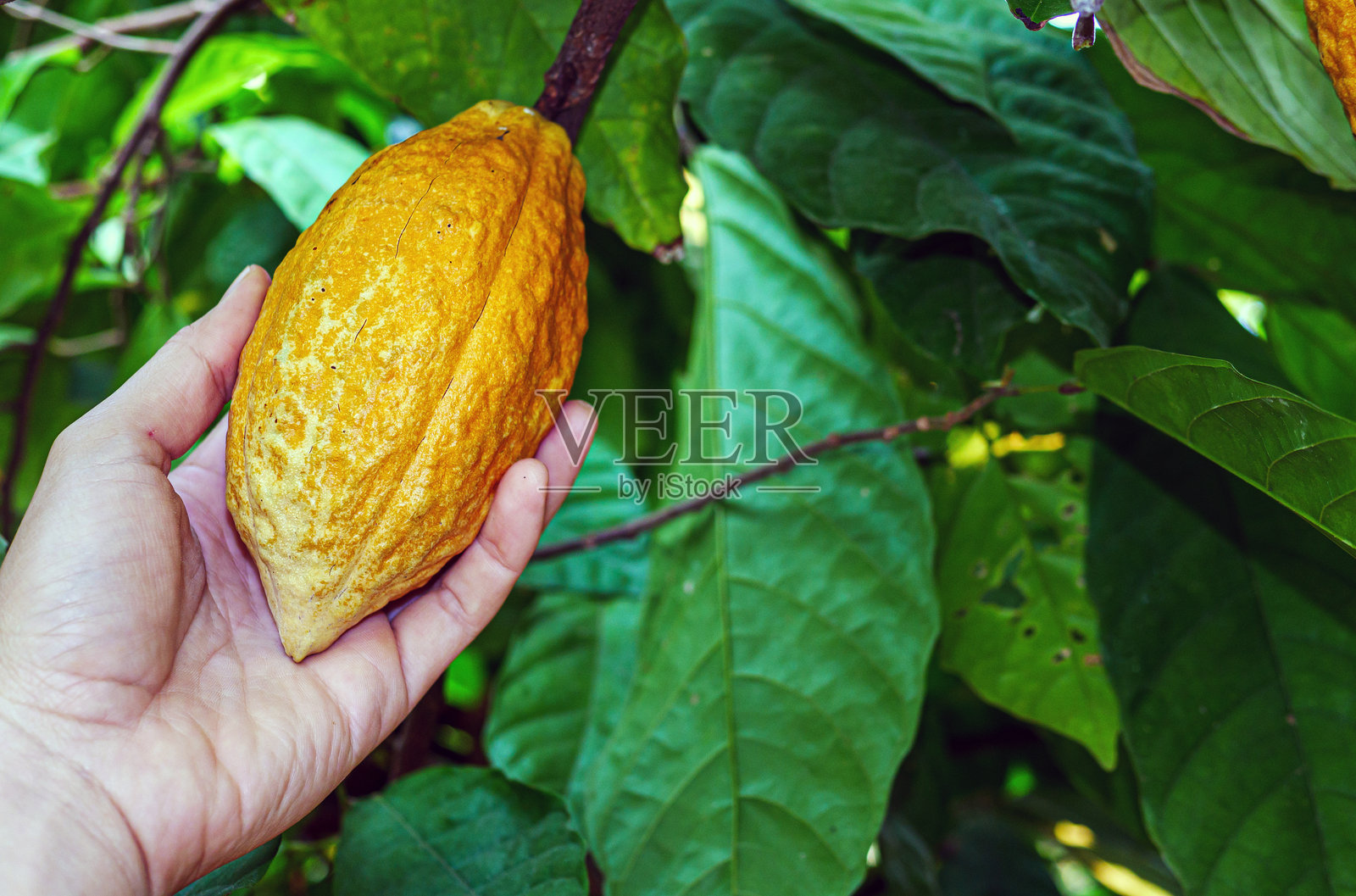 农民手中的成熟黄色可可豆荚，手中握着的可可豆特写照片摄影图片