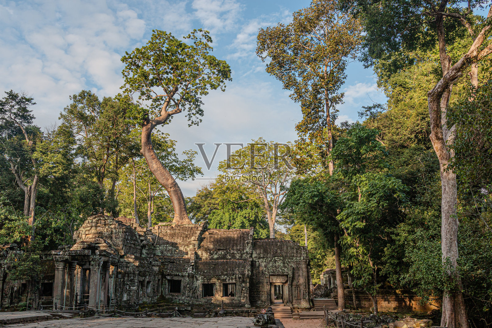 吴哥窟塔普伦寺与巨树穿越废墟，柬埔寨照片摄影图片