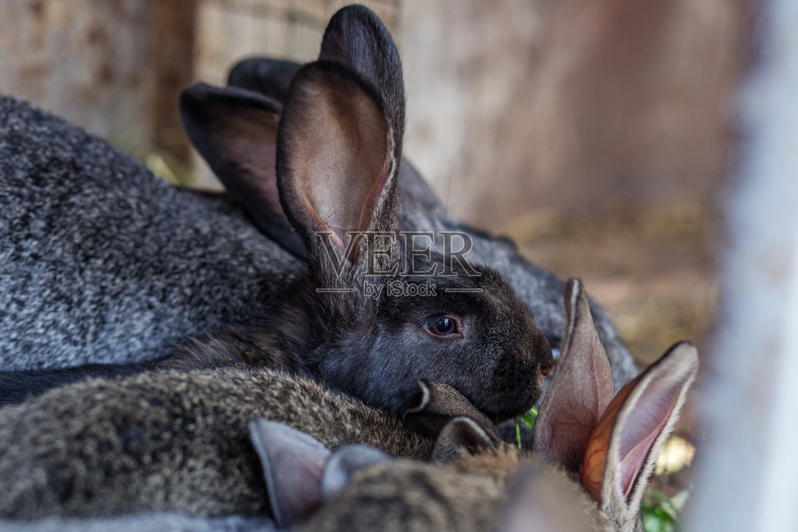 兔子们在清晨的温馨谷仓里一起休息照片摄影图片
