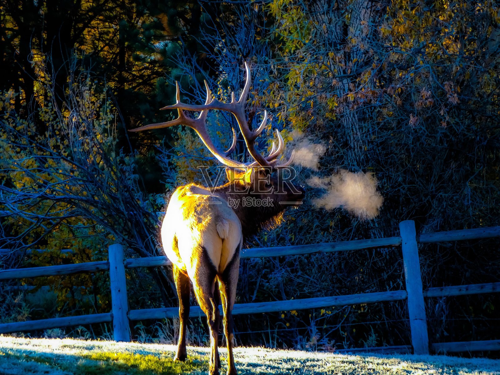 科罗拉多州的麋鹿季节（十月）照片摄影图片