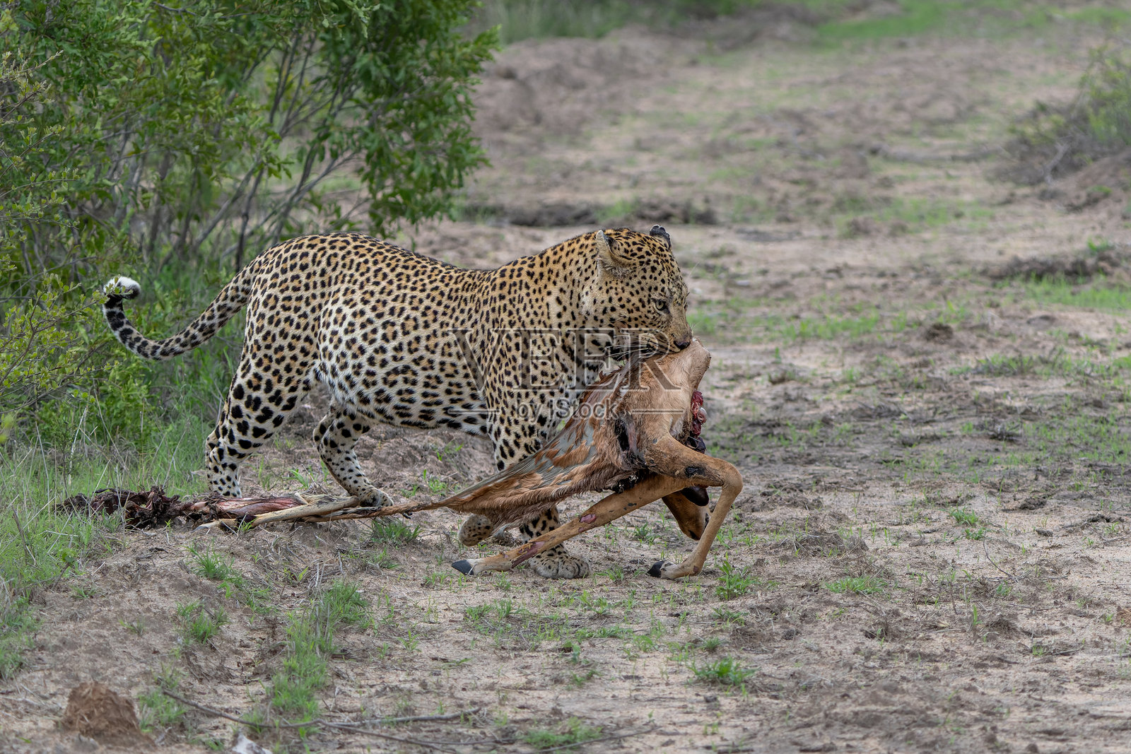 萨比沙德游戏保护区的雄性豹子照片摄影图片