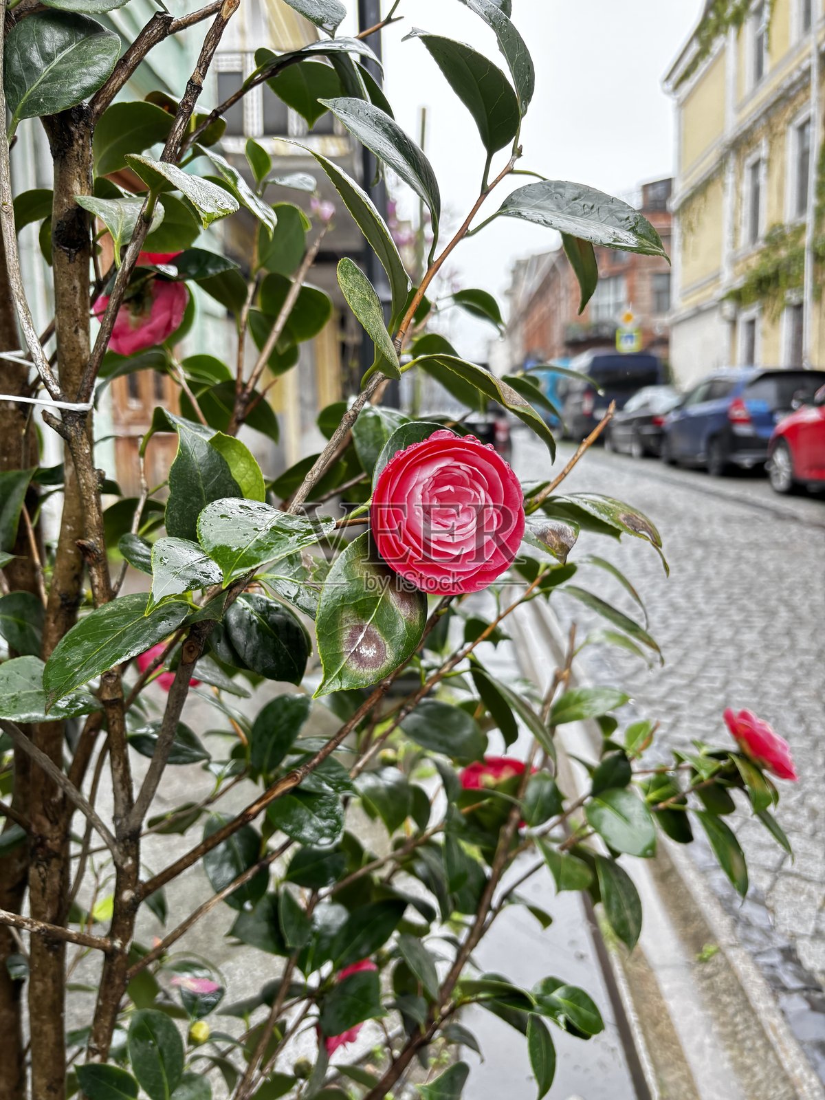 带有雨滴的日本山茶花在鹅卵石街道上照片摄影图片