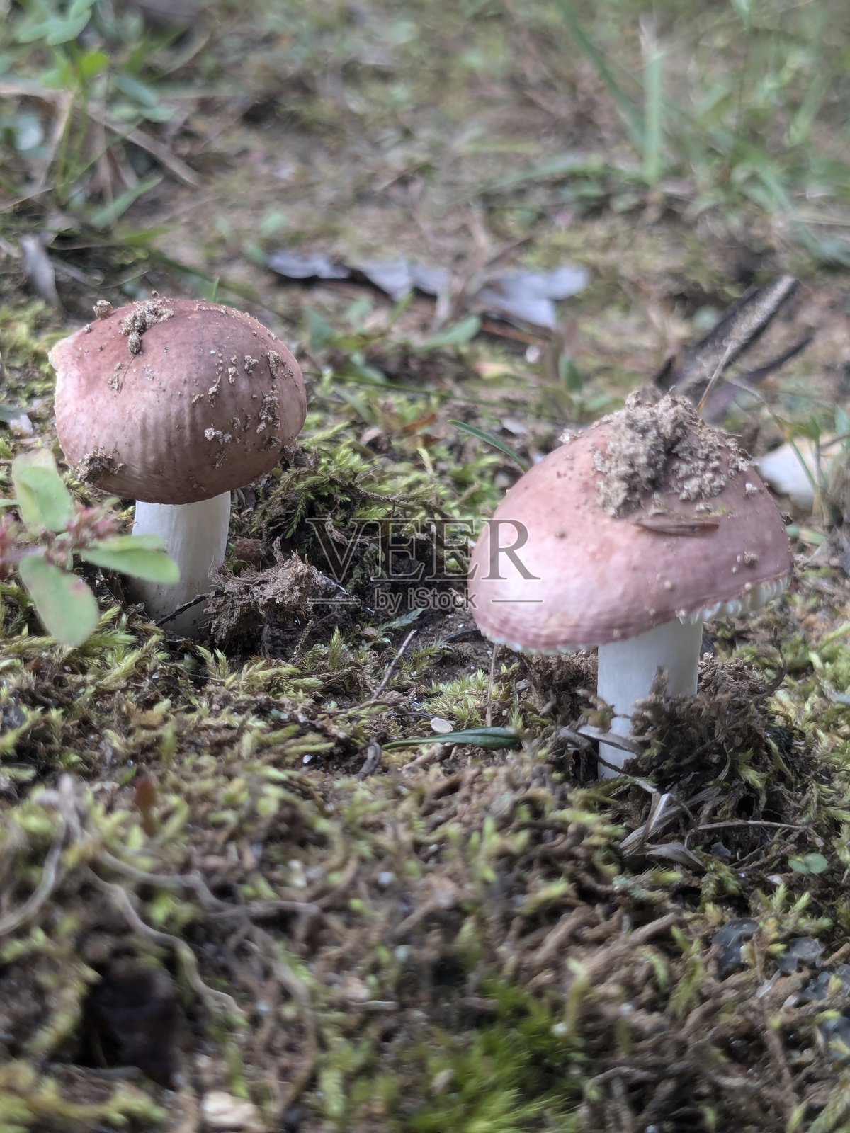 蘑菇照片摄影图片