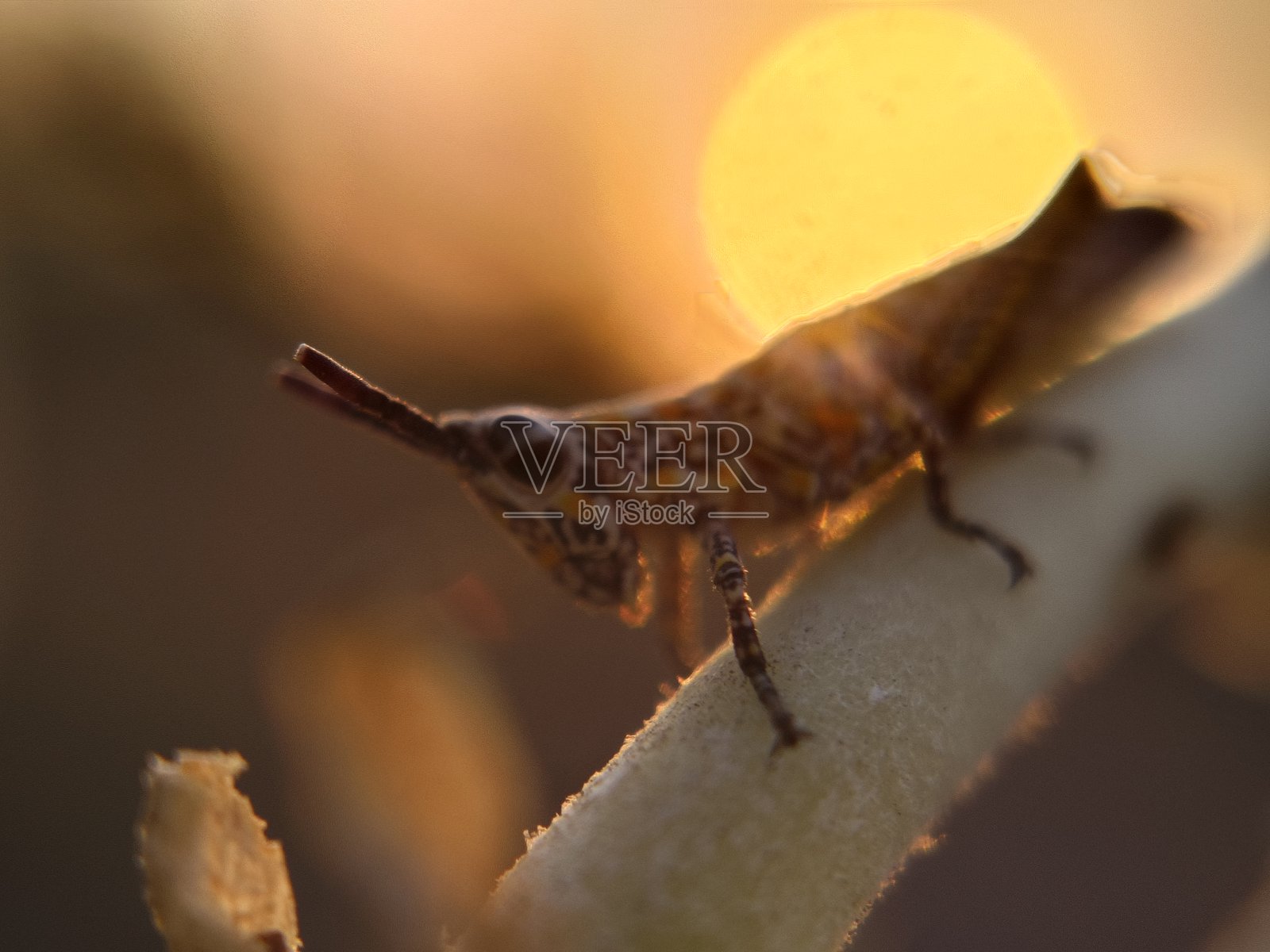 幼蝗虫，年轻的蝗虫（若虫）照片摄影图片