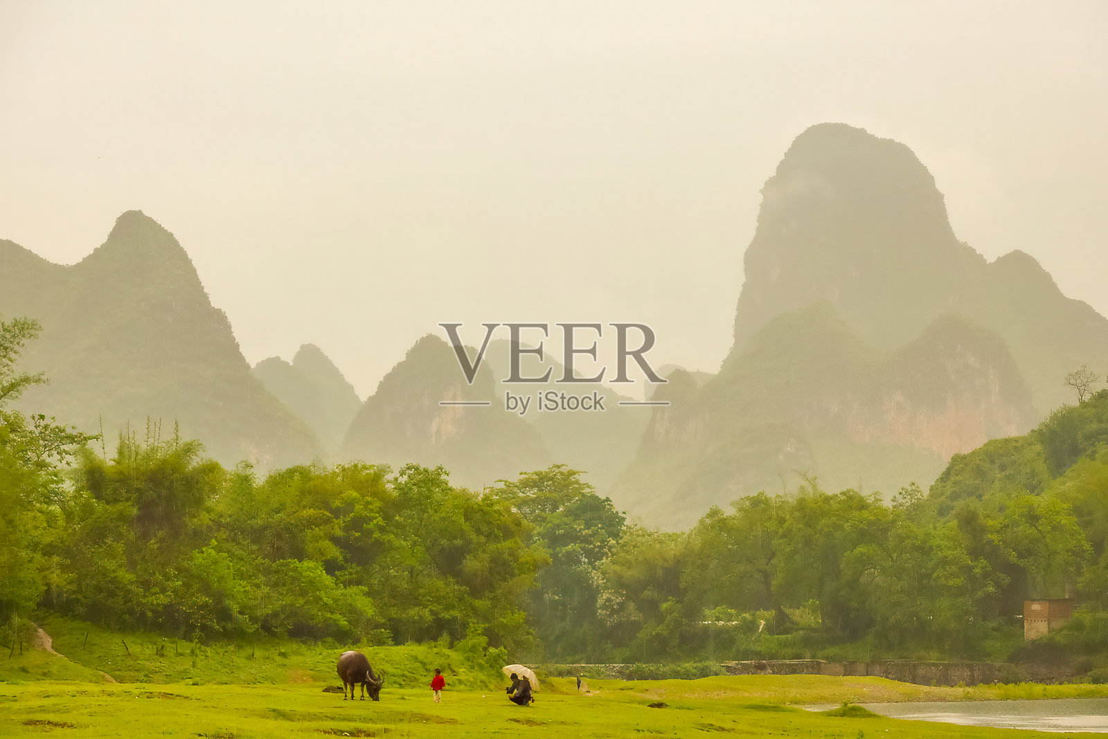 中国桂林的稻田种植照片摄影图片