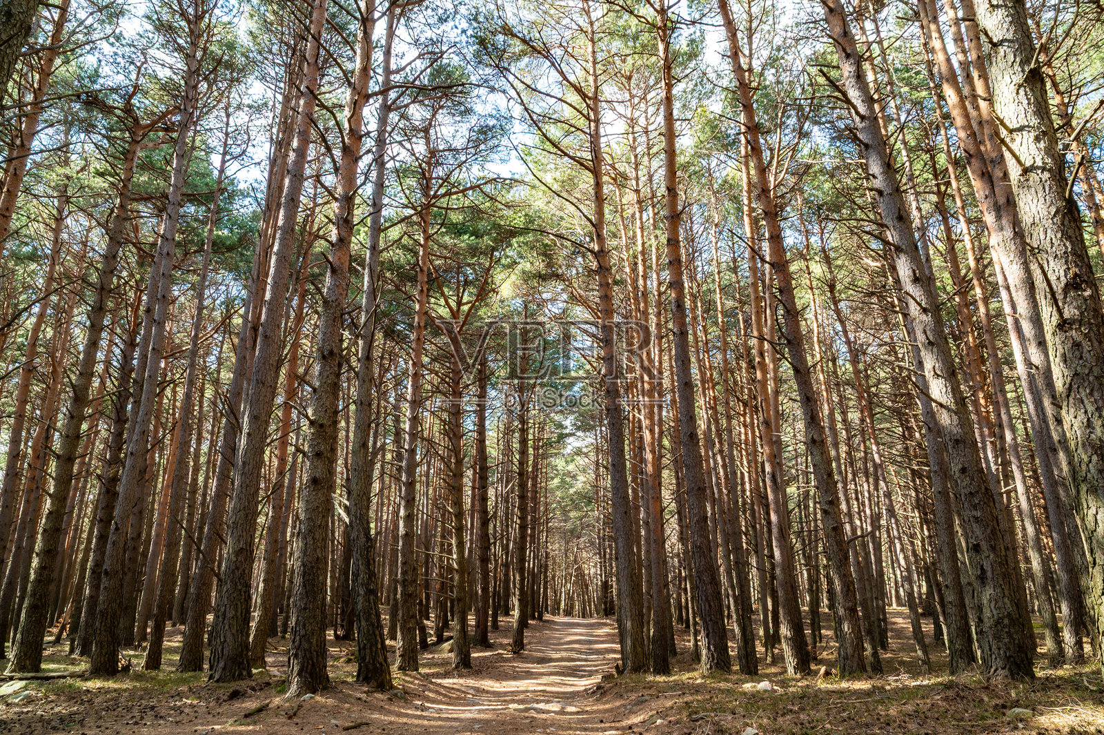 春天的松树林。照片摄影图片