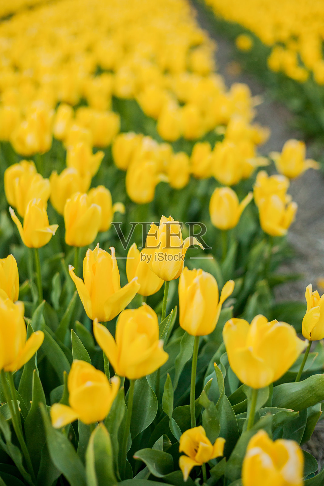 黄昏时分的荷兰郁金香田野。村庄。欧洲。盛开的郁金香。照片摄影图片