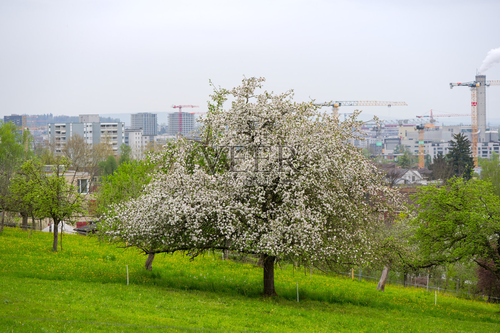 春天的瑞士苏黎世市，农场的乡村风景，果园和草地。照片摄影图片