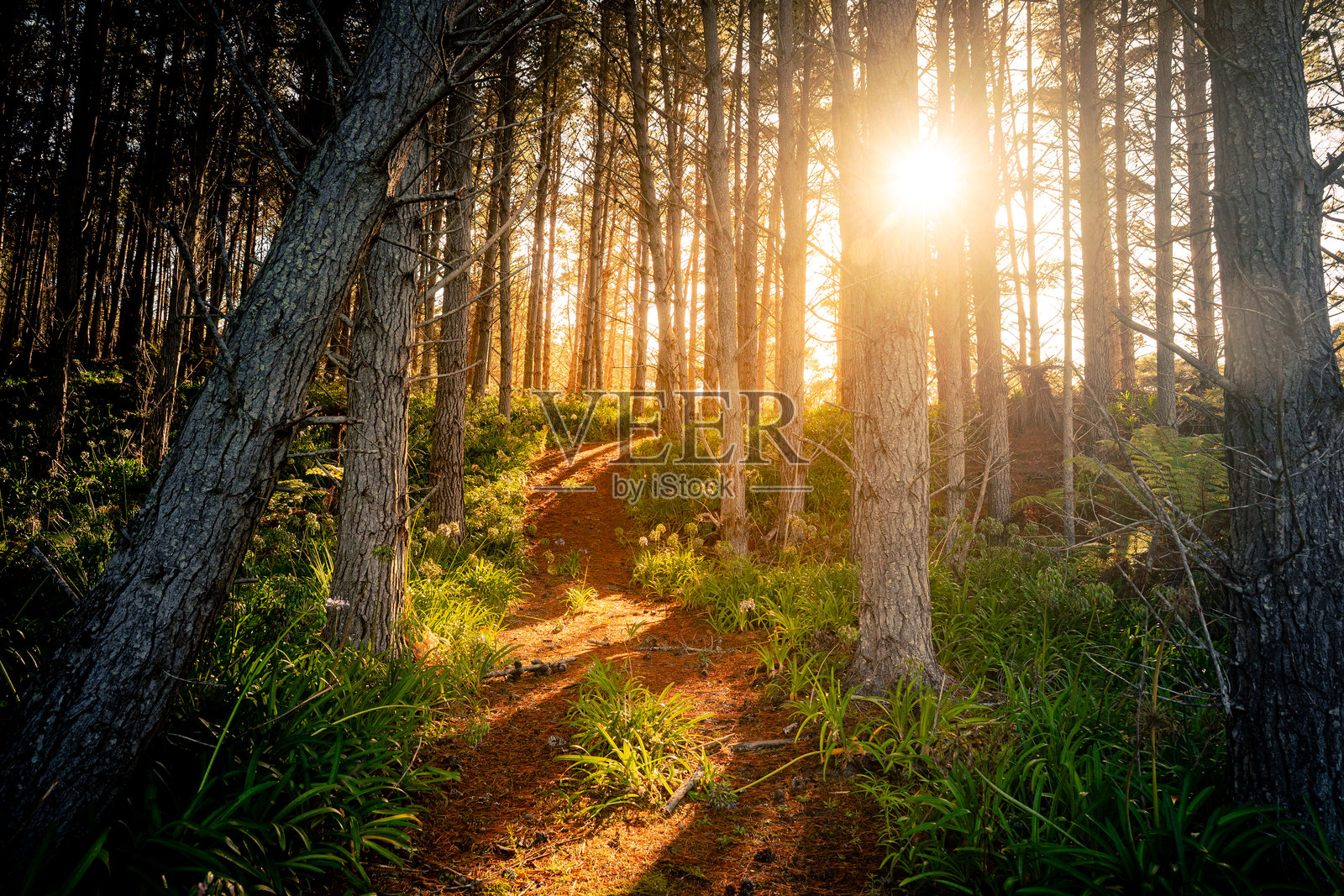 温暖的阳光透过雄伟的树木洒在空旷的小路上，宁静、田园诗般的美丽自然。照片摄影图片