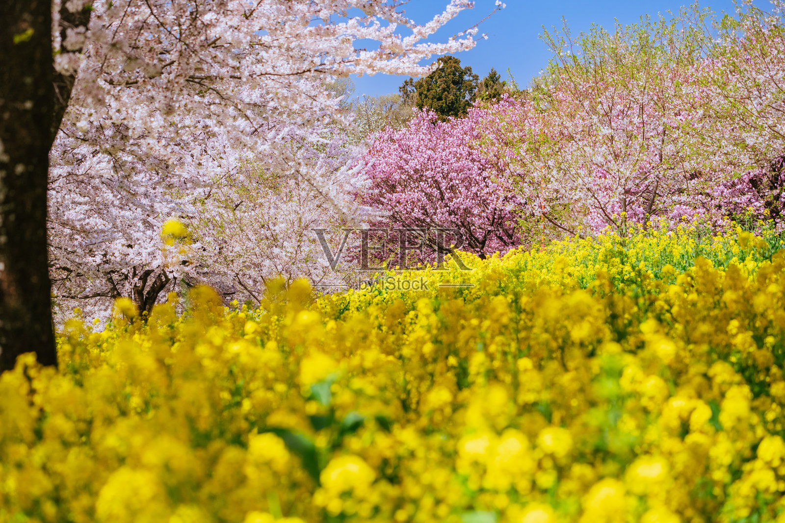 春天的赤城rape blossoms盛开，2024年4月照片摄影图片