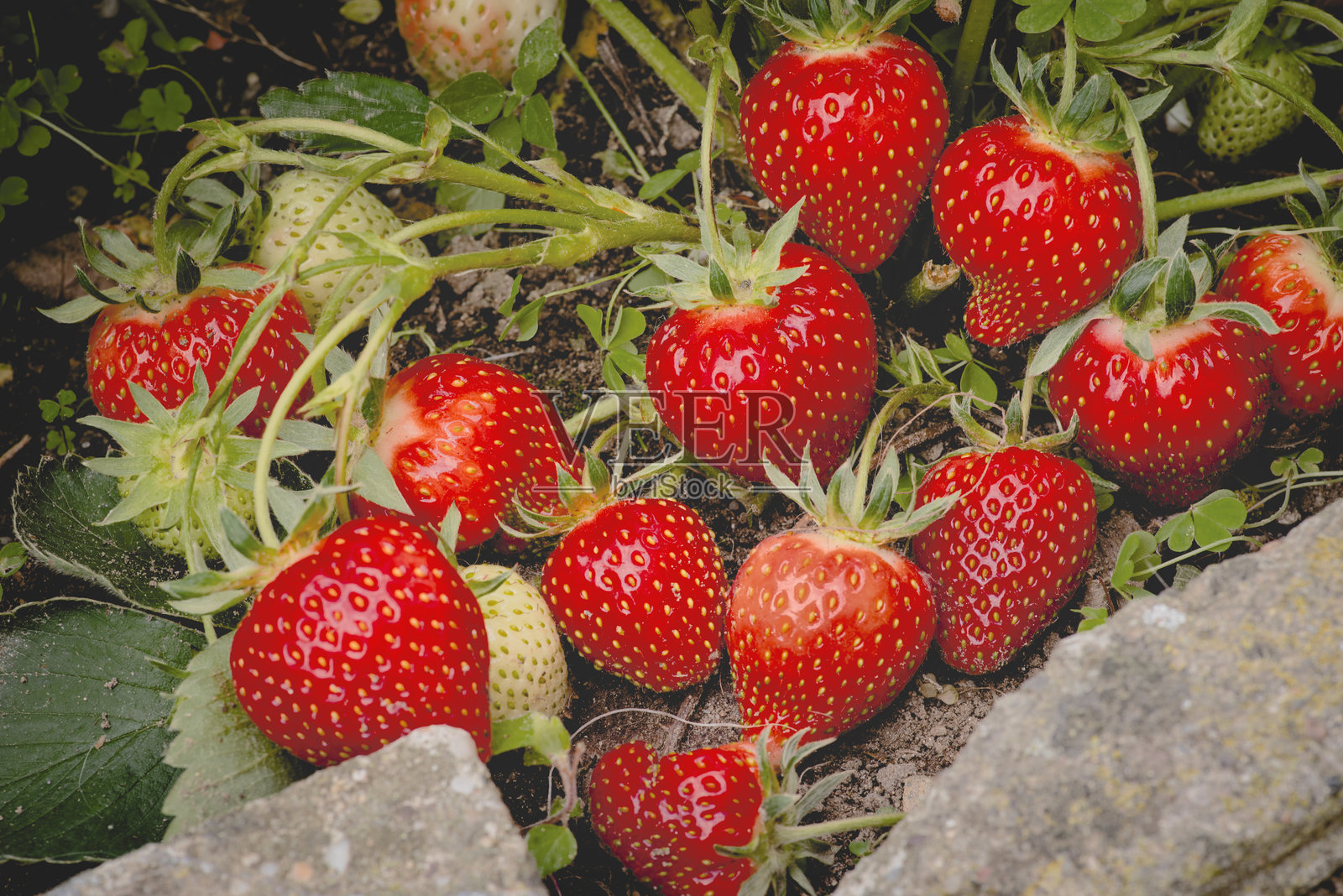花坛中的一组草莓。正面视角。照片摄影图片