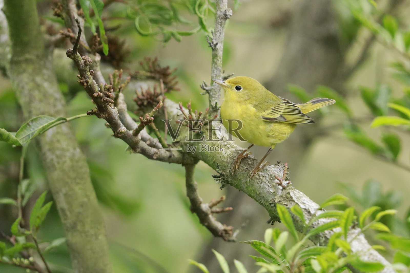 黄鹂照片摄影图片