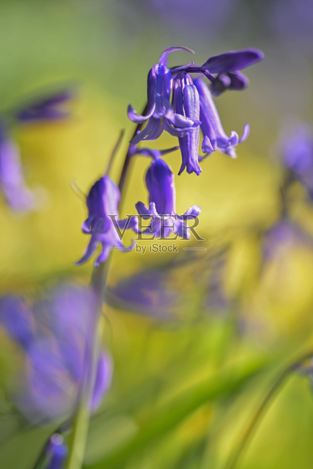 紫色的普通蓝钟花植物照片摄影图片