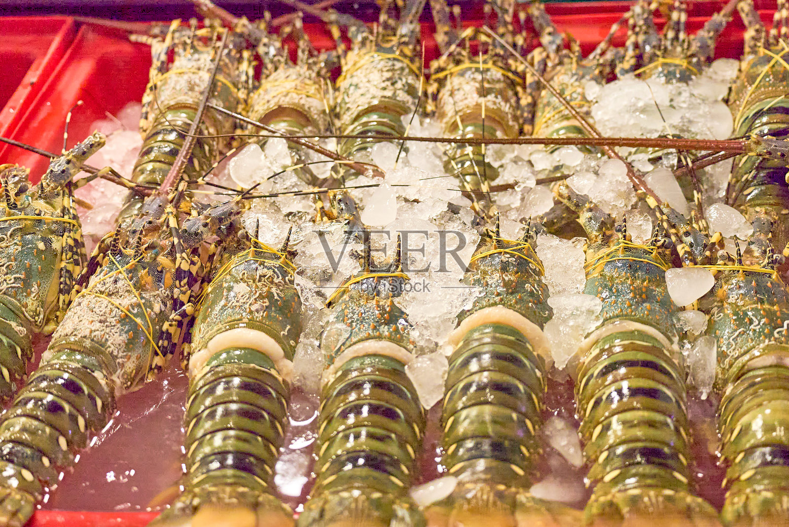 新鲜捕捞的龙虾，冰上展示，经过精心烹饪照片摄影图片