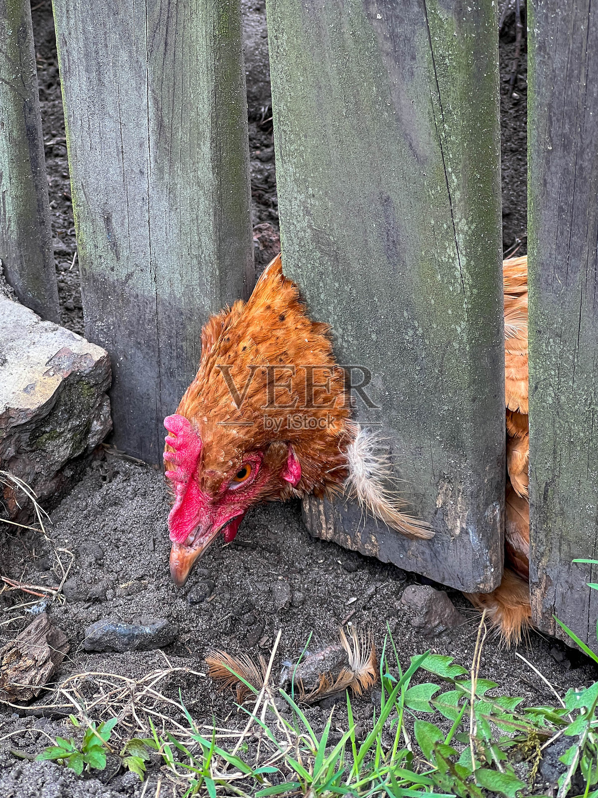 一只红色母鸡从栅栏的栅条之间伸出头，结果卡住了自己。她无法把头拔出来。照片摄影图片