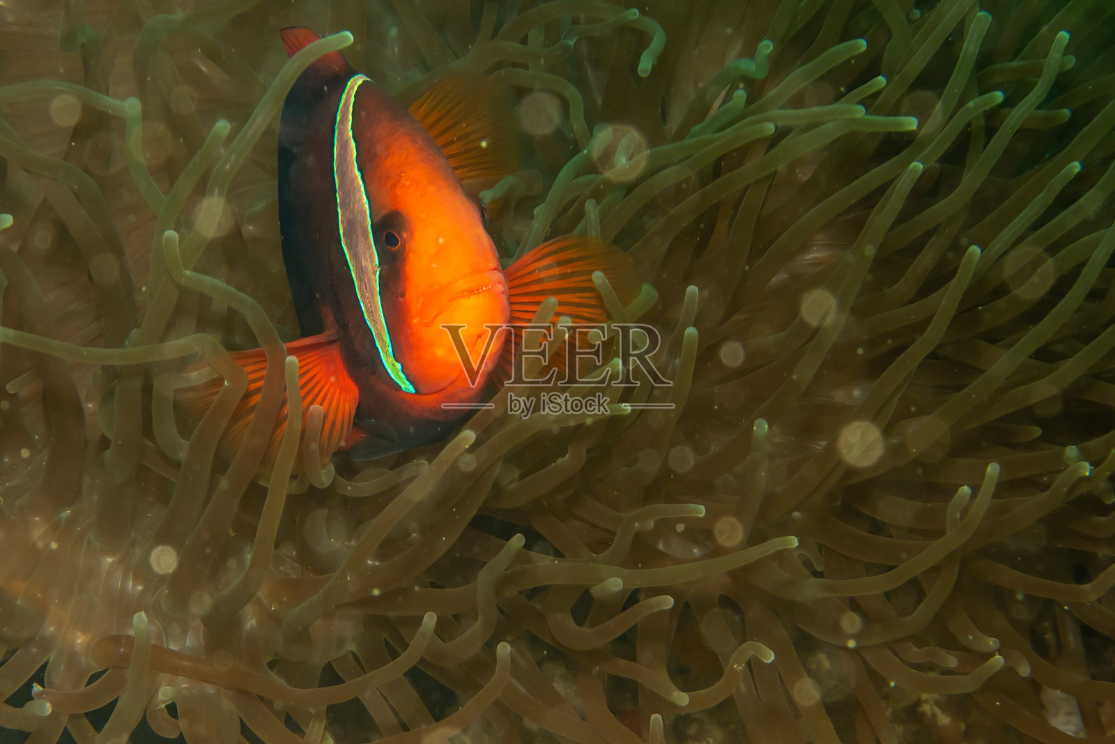 一只小丑鱼或海葵鱼从它的寄主海葵中探出头来特写镜头照片摄影图片