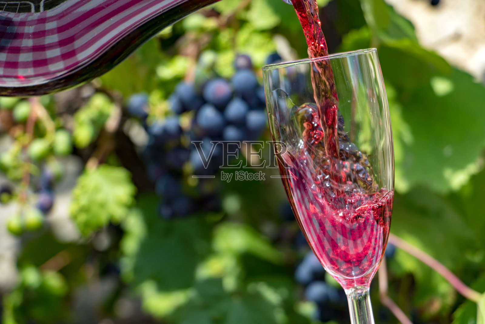 红酒从酒坛流入酒杯，背景是葡萄园中的蓝色葡萄。将酒倒入酒杯中。照片摄影图片