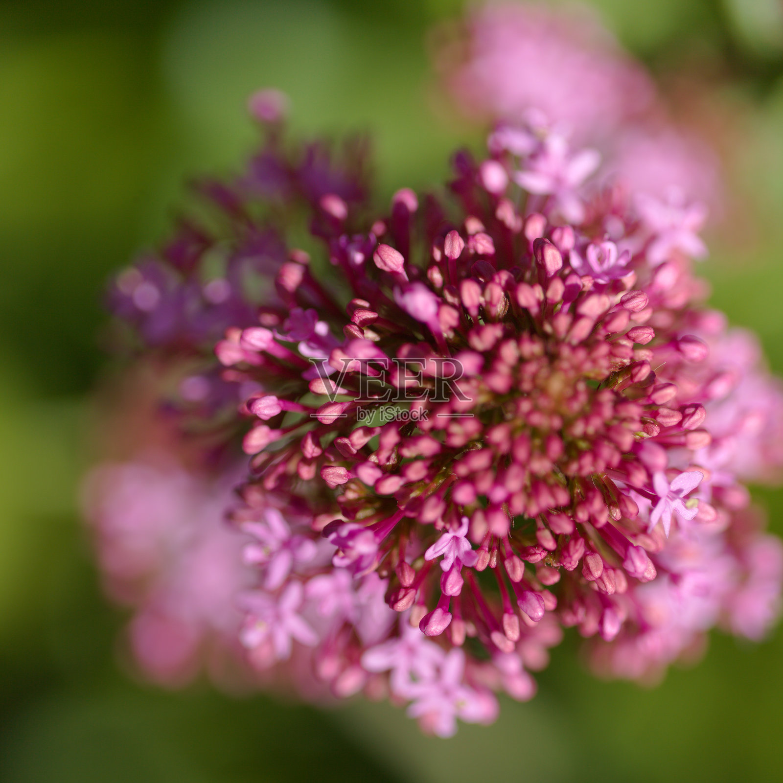 大加那利岛的植物 - 红花石龙尾照片摄影图片