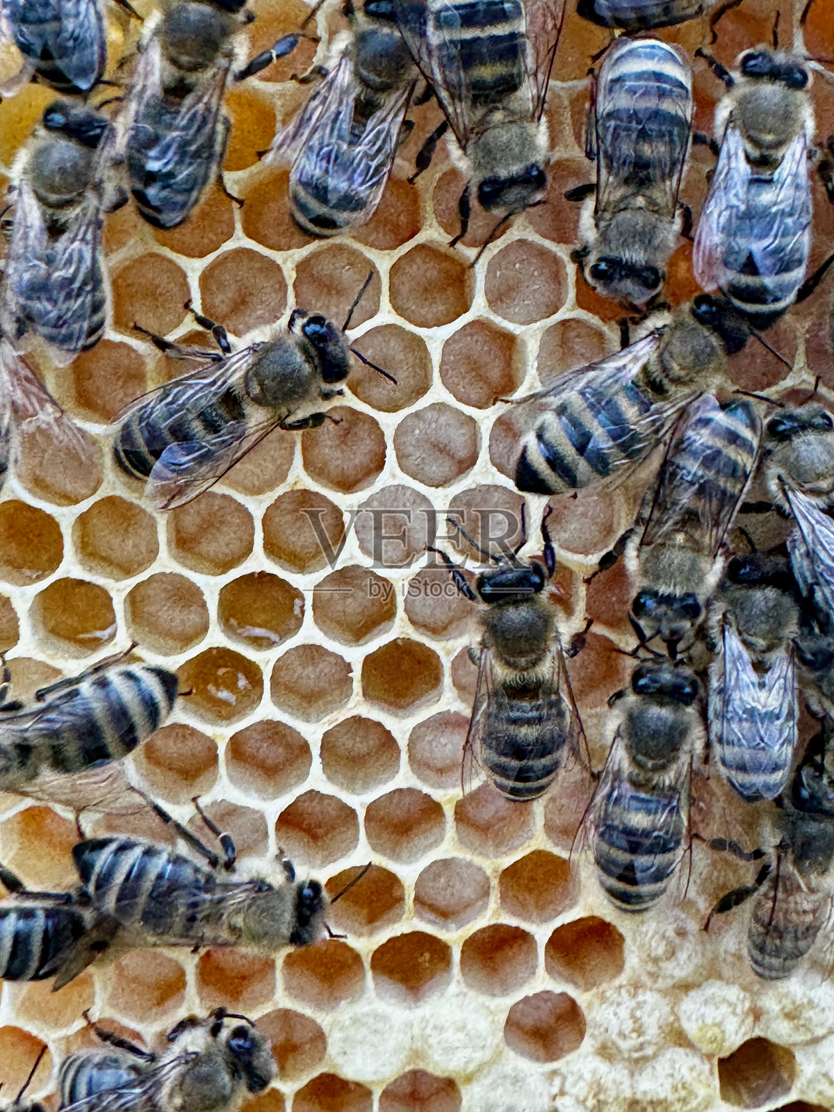 蜜蜂聚集在蜂巢内色彩鲜艳的蜂窝上的特写镜头照片摄影图片