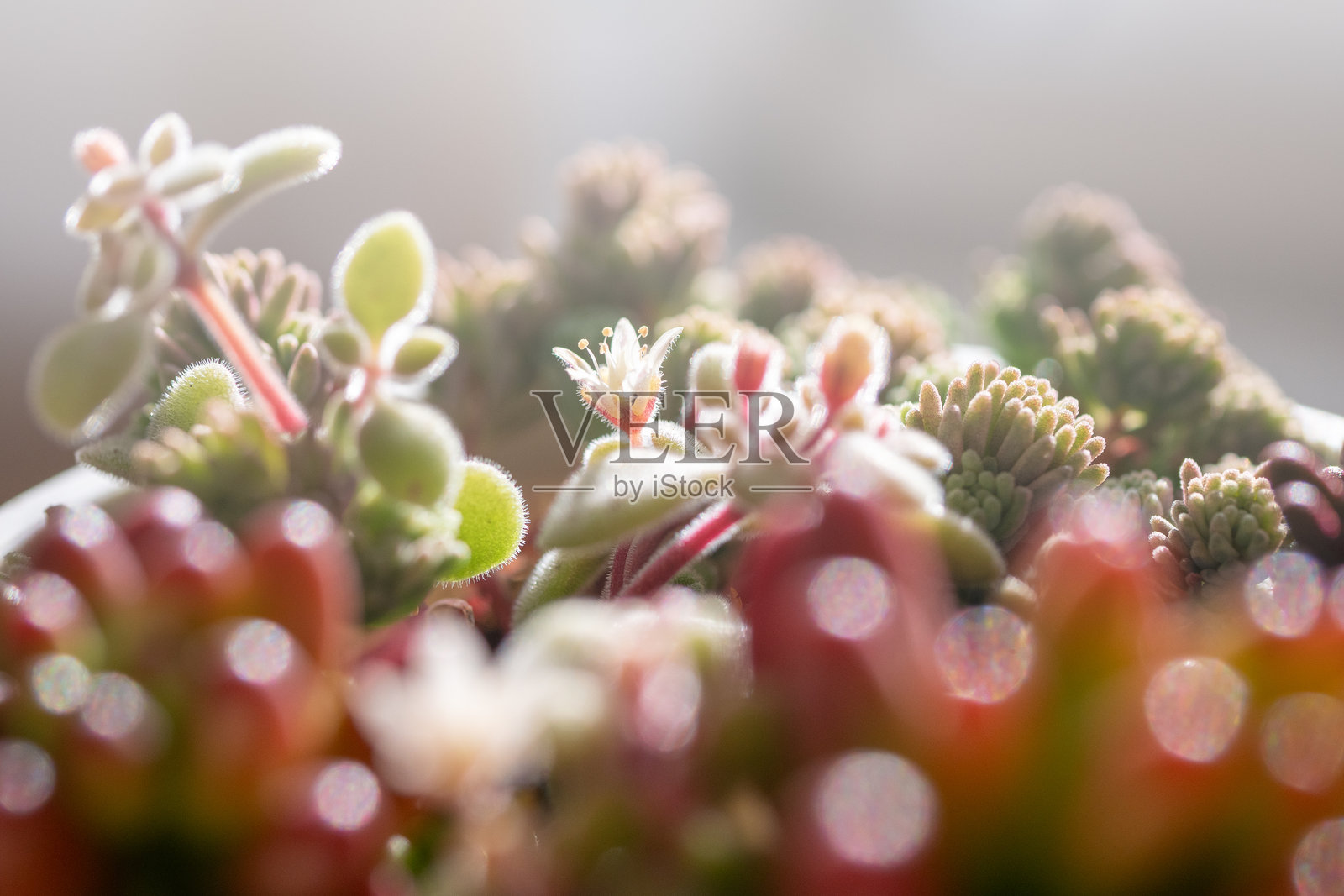 多肉植物，景天，光线，灰尘色照片摄影图片