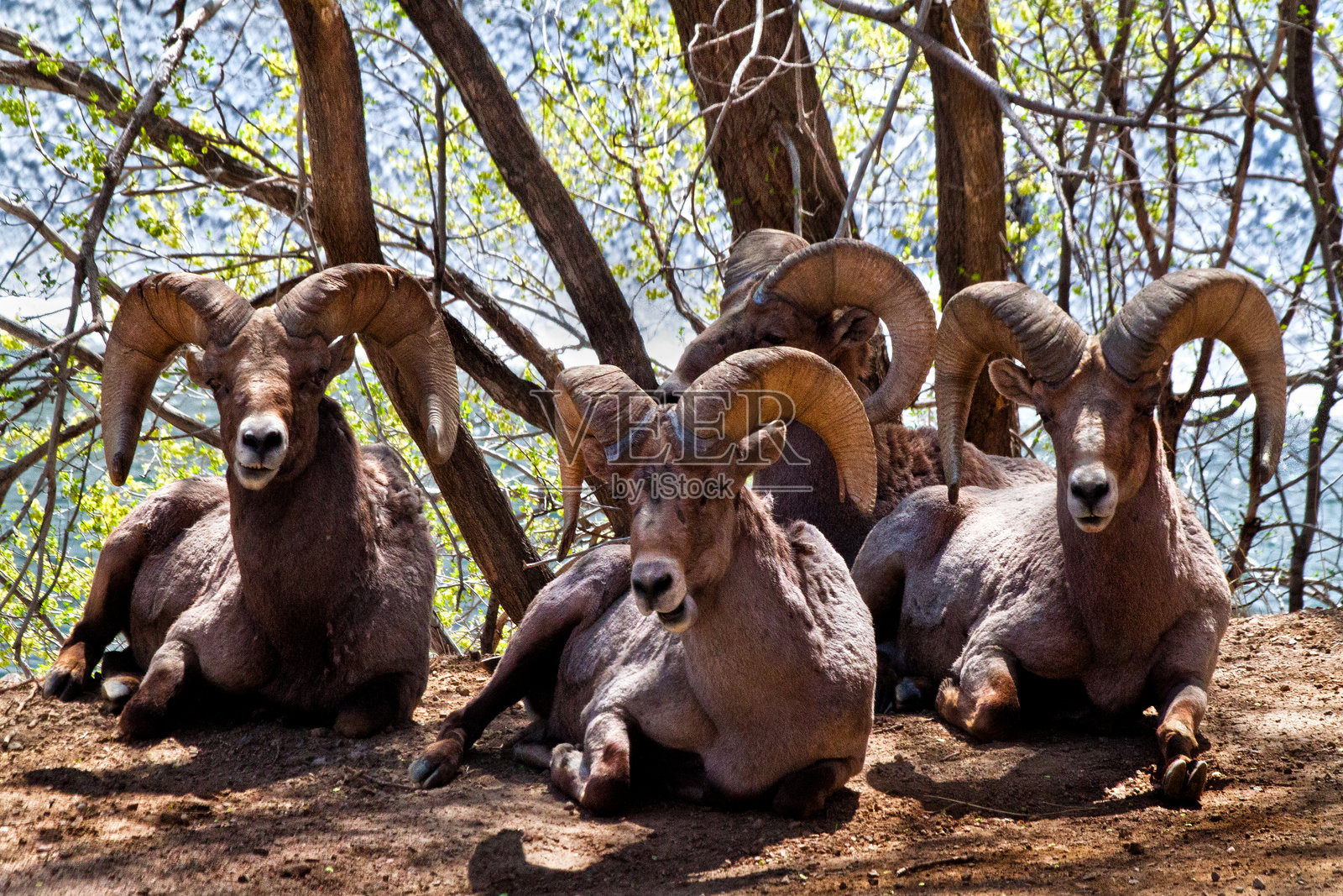 大角羊照片摄影图片