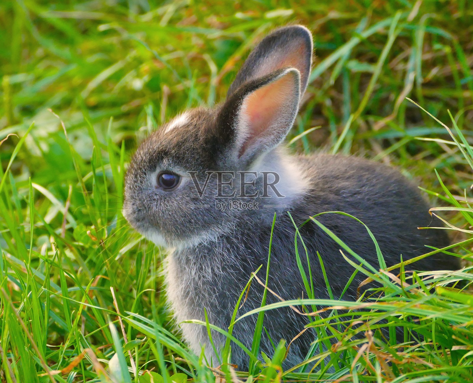 兔子 野生动物 户外 自然摄影照片摄影图片