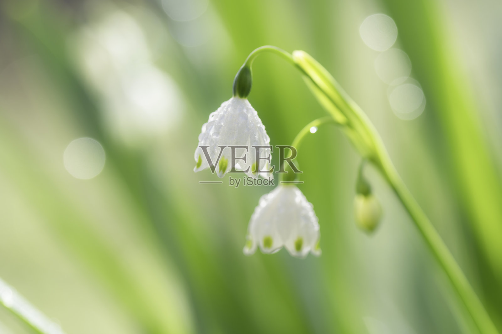 雨后带水珠的雪花花照片摄影图片