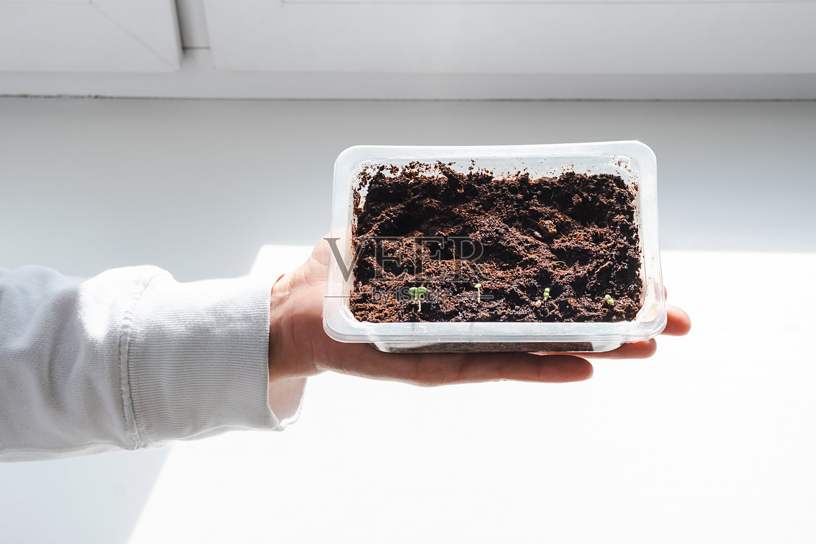 家庭园艺概念。女性手中的幼苗。年轻植物在土壤中生长，进行栽培和护理。照片摄影图片