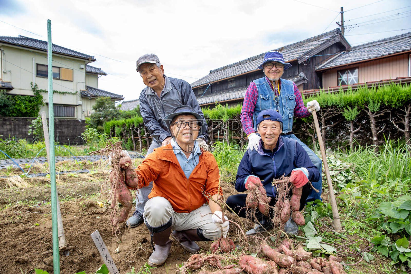 日本老年朋友，爱好种植蔬菜，收获土豆照片摄影图片