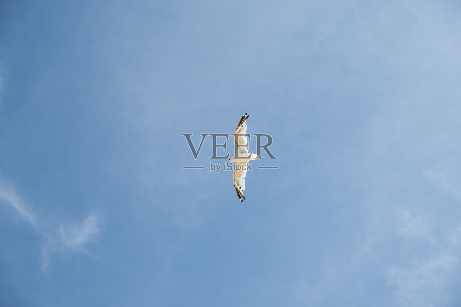 海鸥在清澈的蓝天中高高翱翔，飞越海岸。照片摄影图片