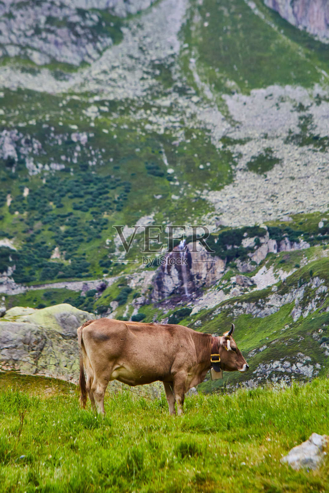棕色奶牛在风景如画的阿尔卑斯草甸上吃草，背景是巍峨的落基山脉照片摄影图片