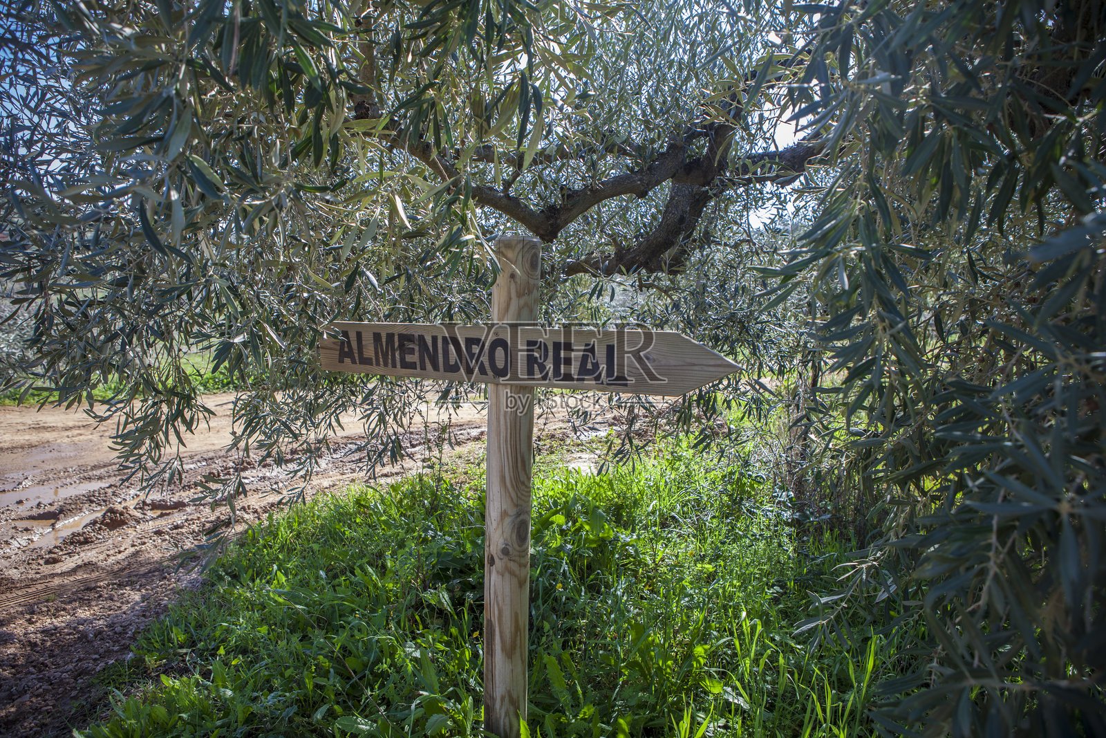 阿尔门德罗·雷阿尔，著名的杏树在莱根斯的瓦尔韦尔德盛开照片摄影图片