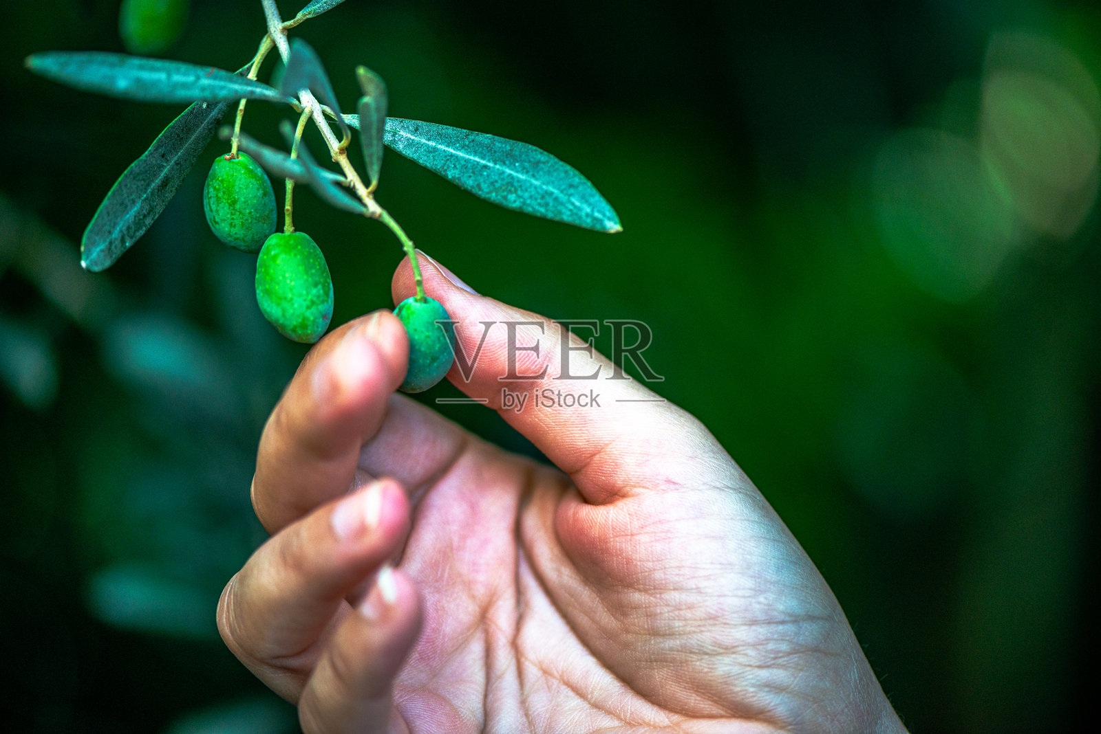 女人手工采摘橄榄的特写镜头照片摄影图片