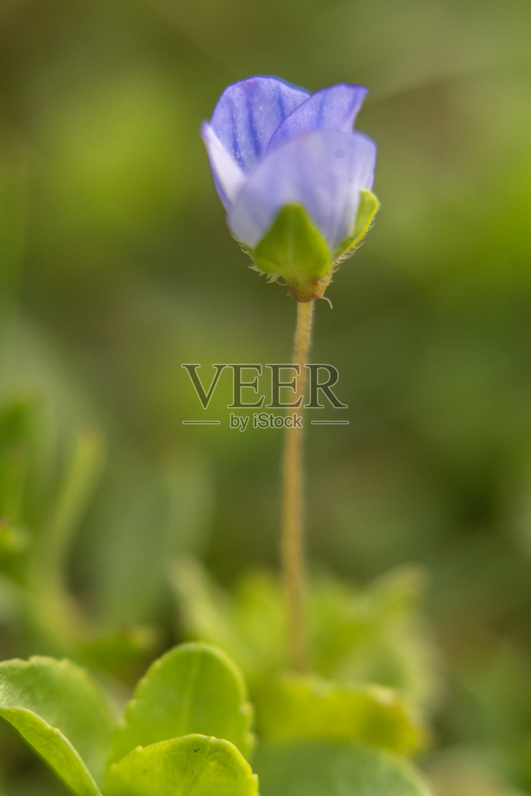 春天的花朵微距摄影。照片摄影图片