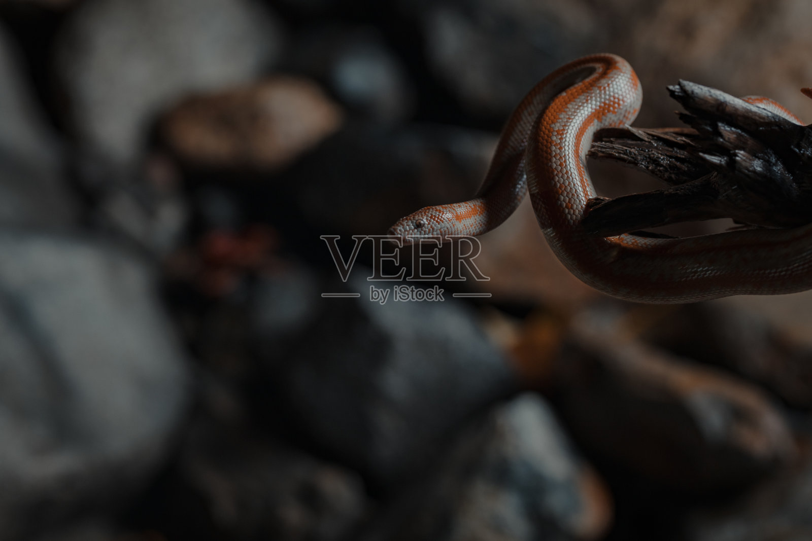 圣加布里埃尔山玫瑰蟒照片摄影图片