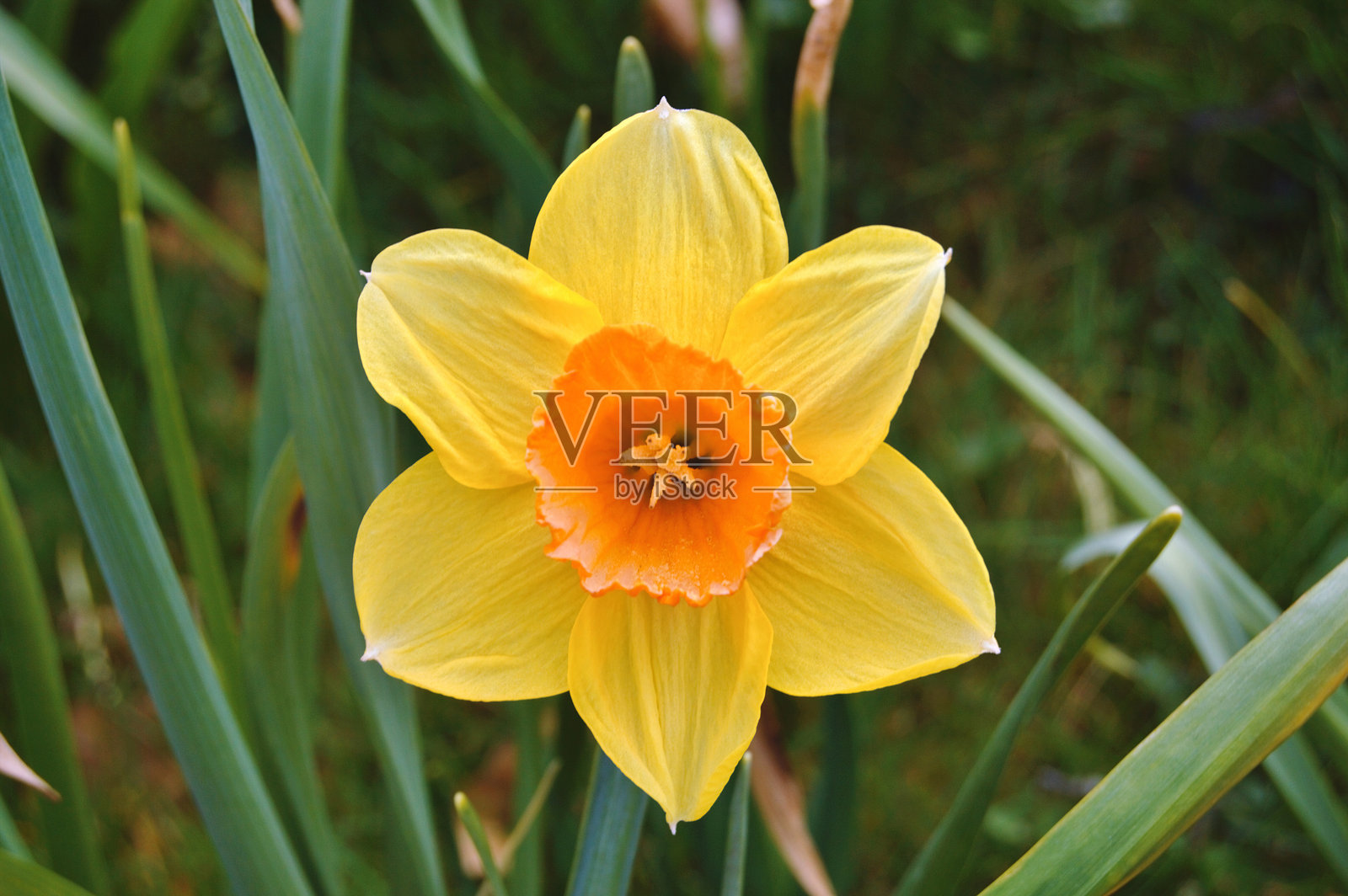 春天城市公园里的水仙花照片摄影图片