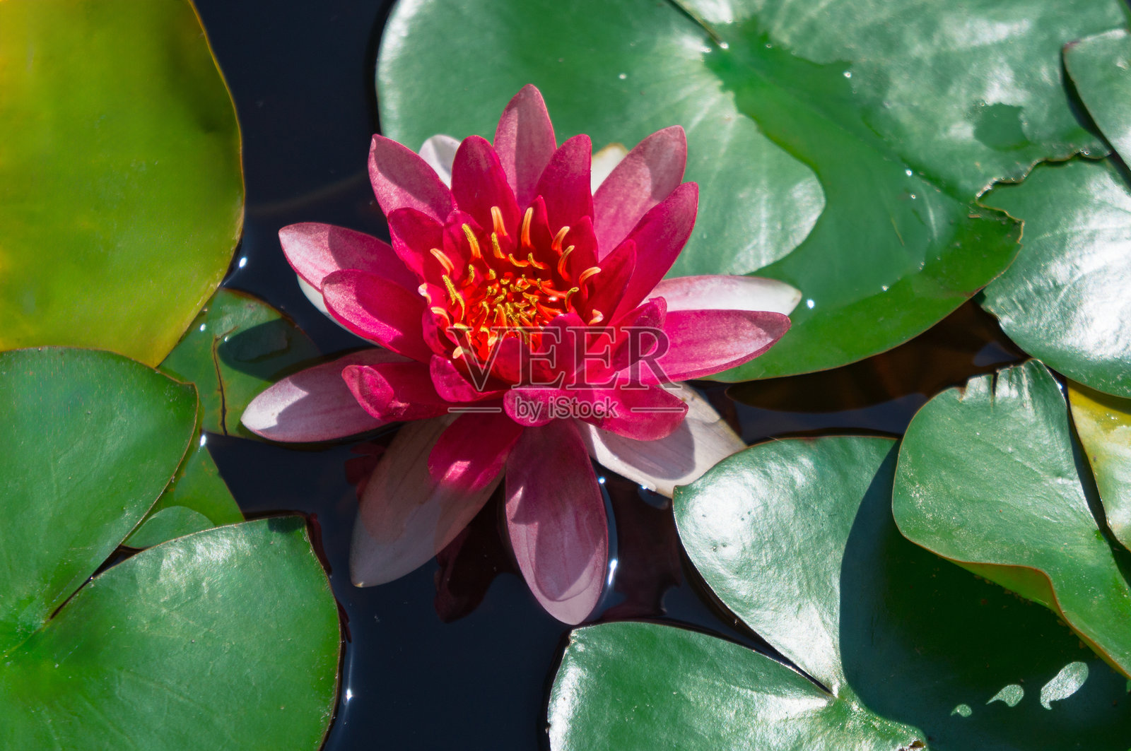 红色睡莲在水中被叶子环绕。照片摄影图片