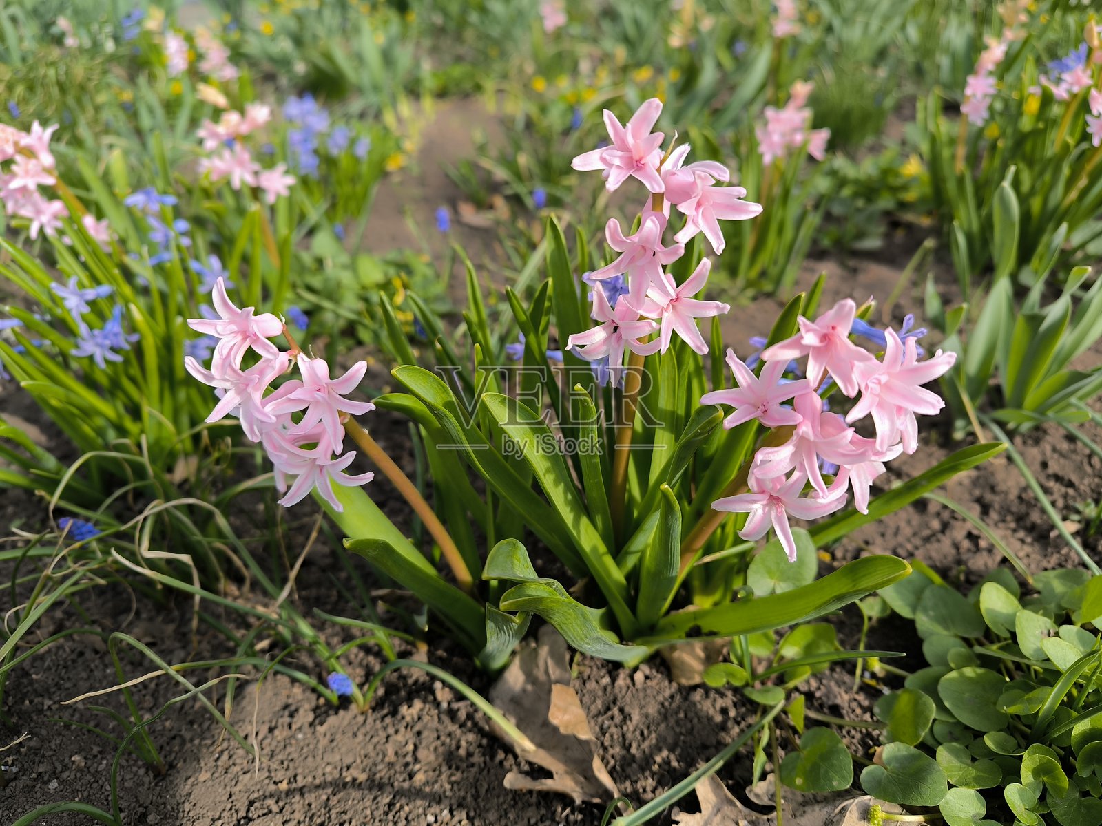 风信子照片摄影图片