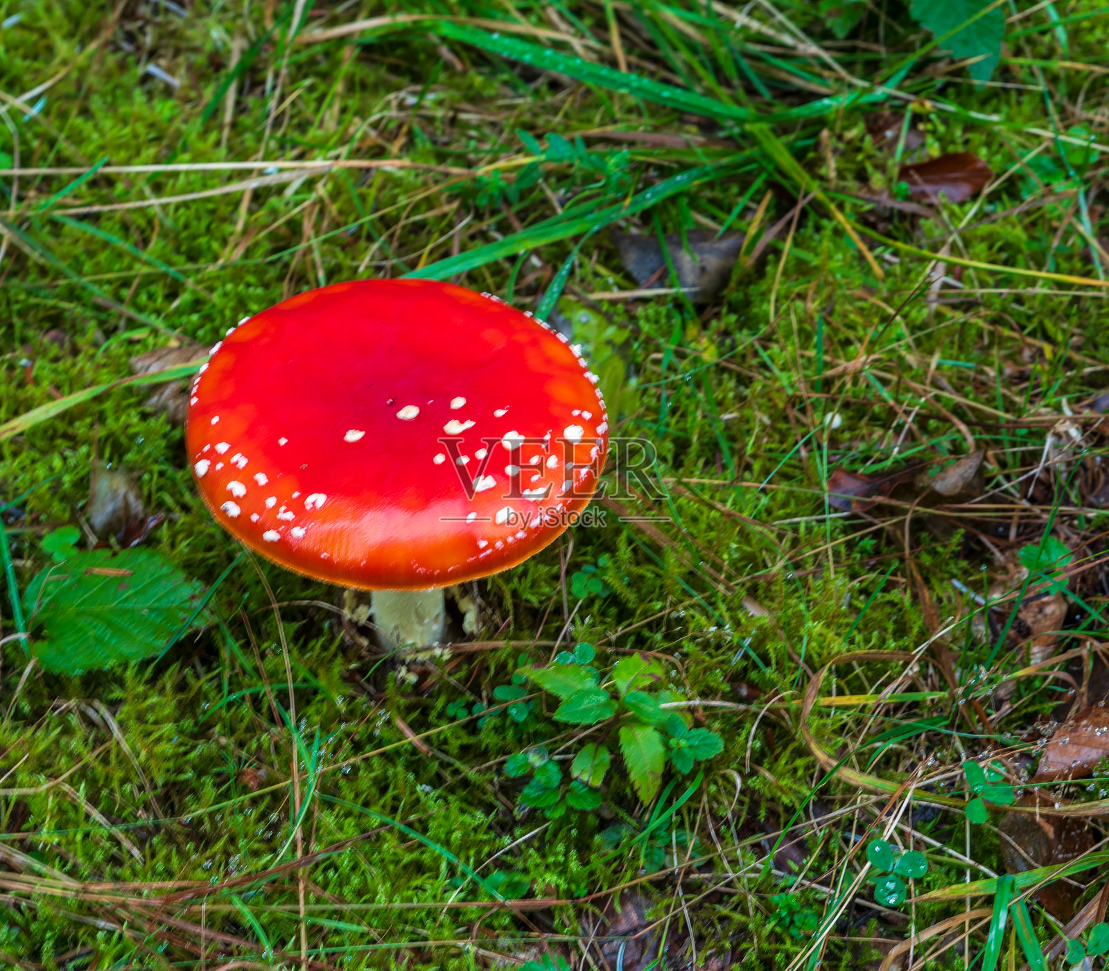 孤立的红蘑菇照片摄影图片