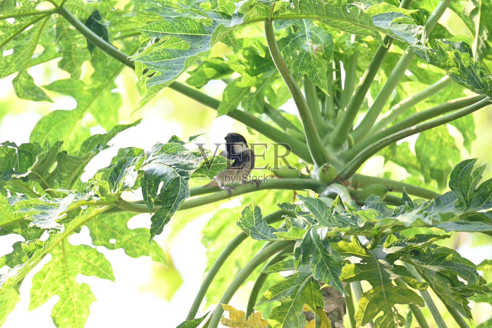 麻雀栖息在木瓜树上。照片摄影图片