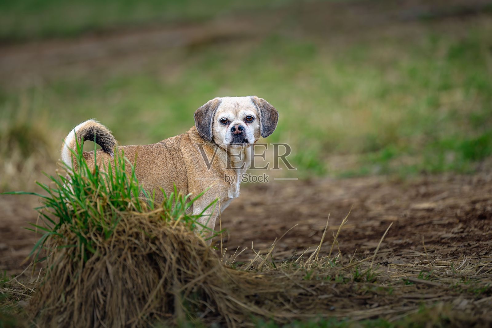 小狗在草地上警觉地站着，带着好奇的表情看向镜头。照片摄影图片