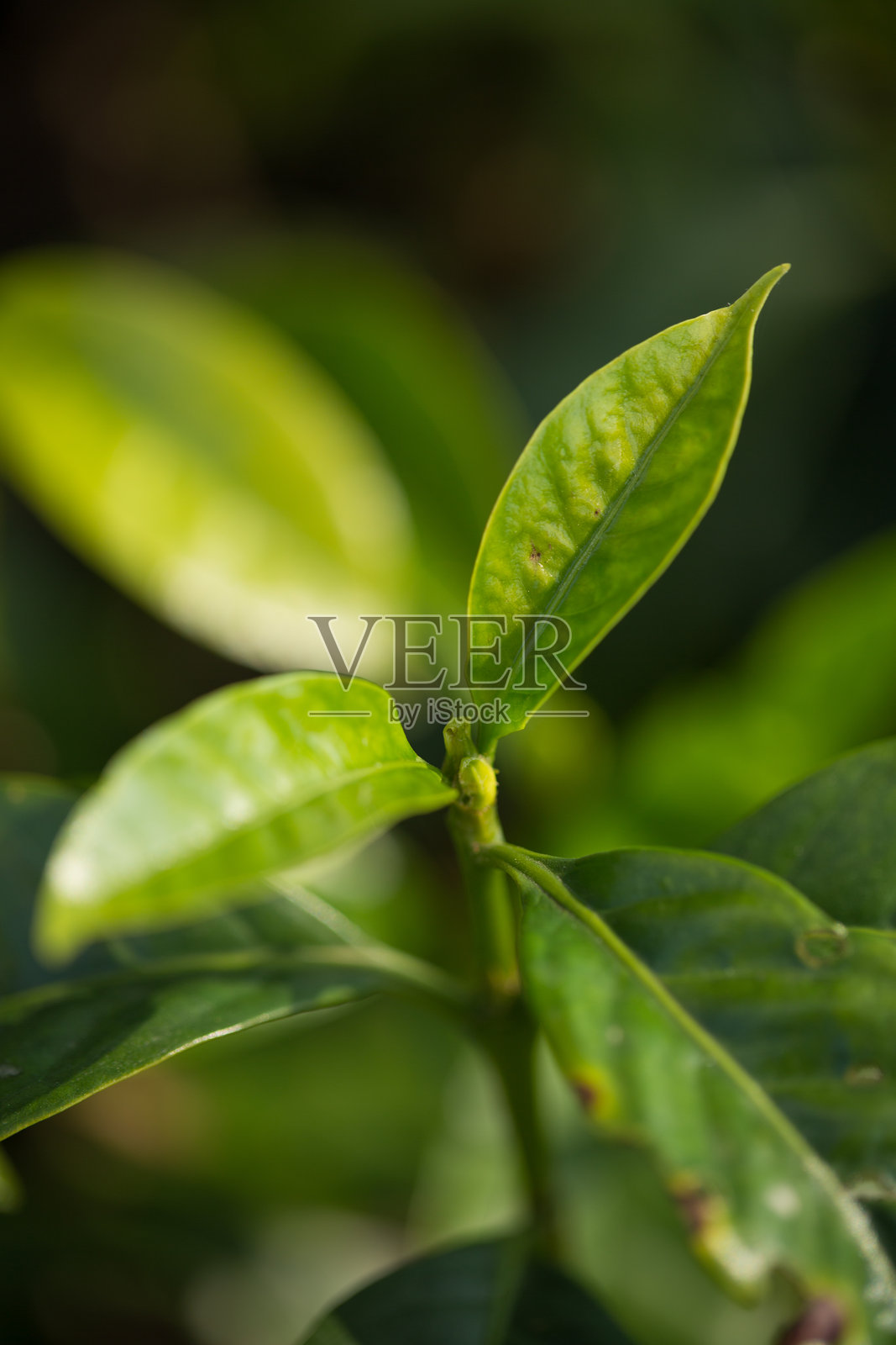 智能农业技术 水培新鲜园艺产品 农业促进农民理念 秧苗 咖啡壶特写 新鲜绿色植物 树木农场生长 模糊背景 有机花园种植照片摄影图片