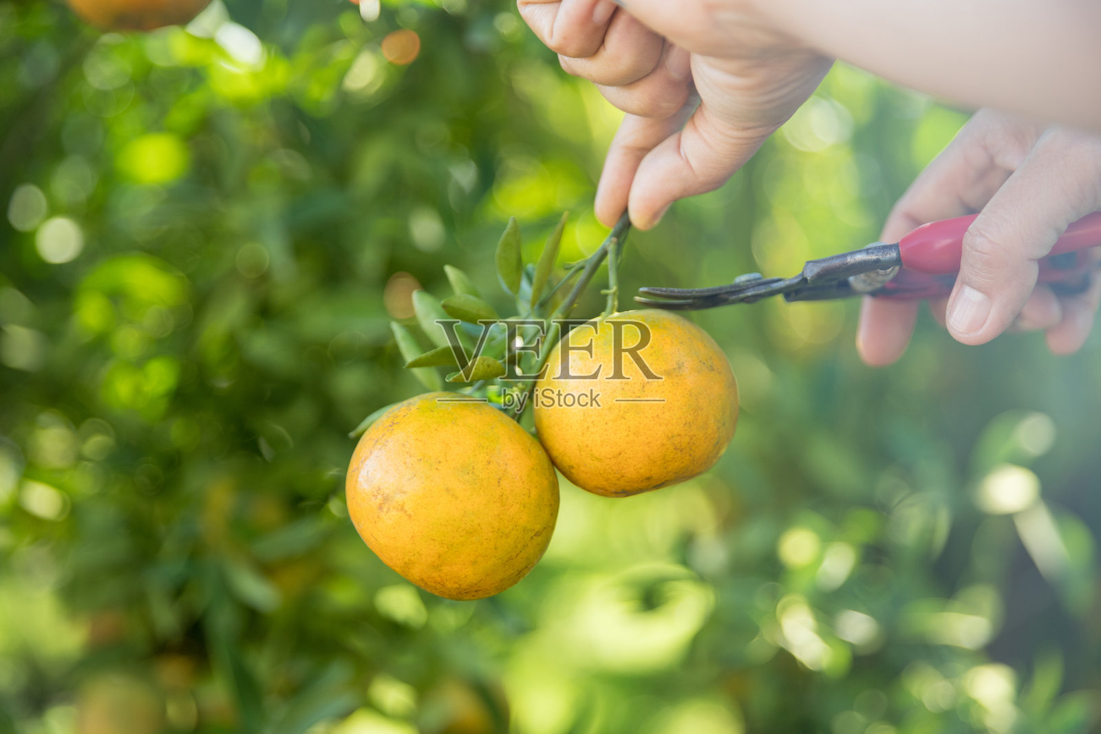 农民在果园中采摘成熟的橙子，展现了商业农业的概念，背景是生机勃勃的绿色花园，树上挂满了有机的柑橘叶子。照片摄影图片