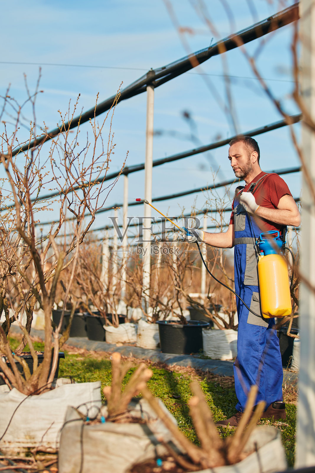 农民在春季的蓝莓农场户外使用喷洒农药、杀虫剂和除草剂的喷雾器，花朵尚未绽放。照片摄影图片
