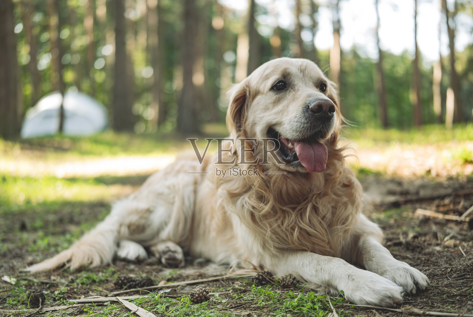 可爱的金毛猎犬在森林中照片摄影图片