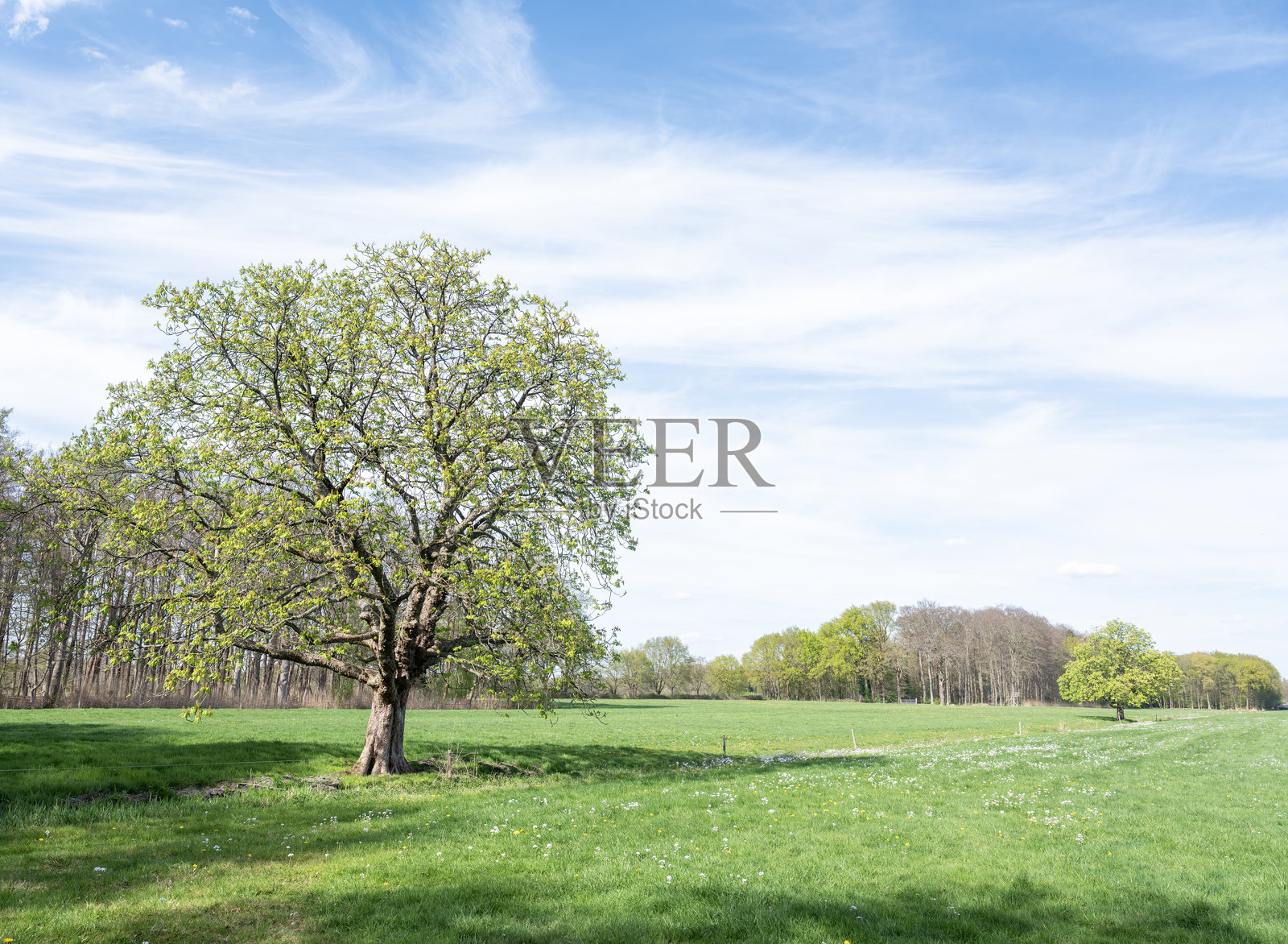 春季森林展现出早春的色彩。靠近荷兰的栗子树草地。照片摄影图片